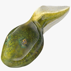 Tadpole Rigged 3D model