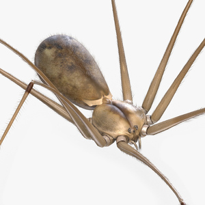 3D Daddy Long-legs Spider Fur Rigged model