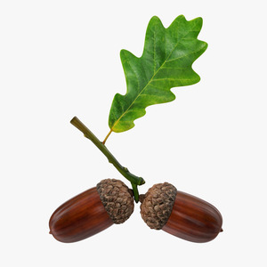 Oak Branch with Acorns 3D