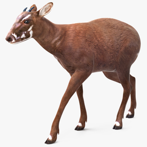 3D Saola Walking model