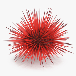 Red Sea Urchin 3D model