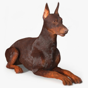 3D Brown Doberman Pinscher Lying Down Fur model