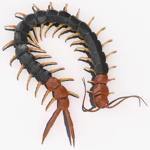 3D model Giant Desert Centipede Scolopendra Heros