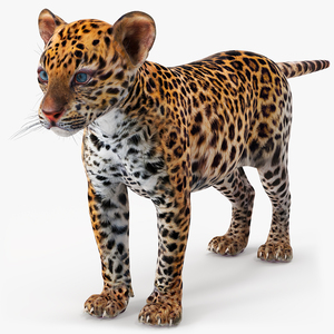 3D model Leopard Cub Standing Pose