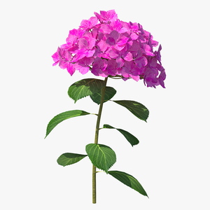 3D Branch of Hydrangea Macrophylla Pink Annabelle