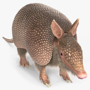 3D Armadillo Pink Fur model