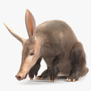 3D model African Mammal Aardvark Sitting Pose Fur