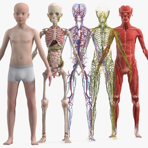 3D Boy Full Body Anatomy