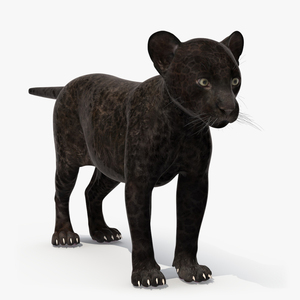 3D Panther Cub