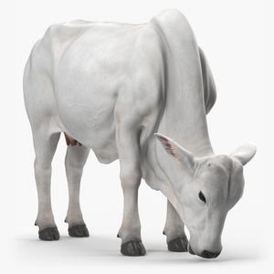 3D Nelore Cow Female Eating Fur model