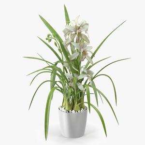 White Orchid Flower Pot Fur 3D