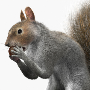 Gray Squirrel Hazelnut Fur Animated Rigged 3D