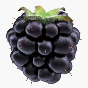 Blackberry with Fur 3D model