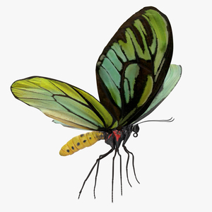 Queen Alexandras Birdwing Butterfly Rigged 3D