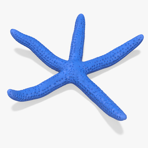 3D Ocean Starfish Rigged