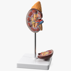 3D Kidney Anatomical Model model