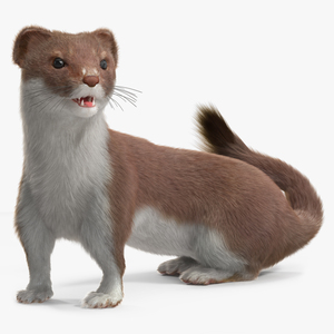 3D Eurasian Stoat Brown Fur Rigged