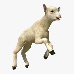 3D Lamb Pose 3