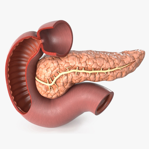 Plastic Model of Pancreas Cut 3D model