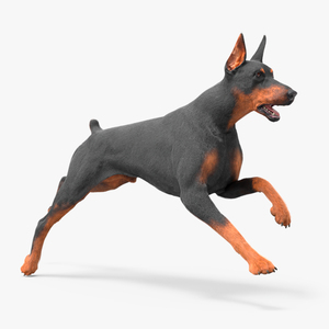 3D Doberman Pinscher Dog Running Fur model