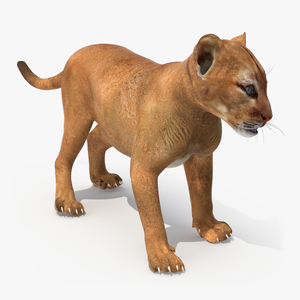 3D Baby Puma Cub model