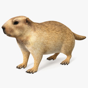 3D model Marmot