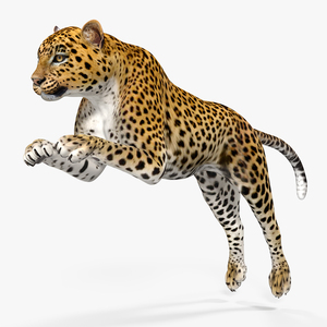 3D Panthera Pardus Jumping Pose model