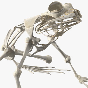 3D Frog Skeleton model