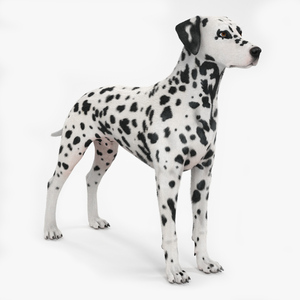 Dalmatian Dog Fur 3D