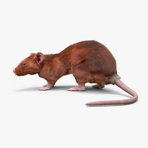 Lifelike Rodent Rat 3D model