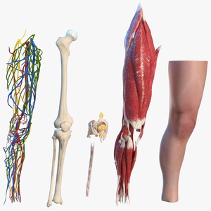 Human Knee Joint Anatomy 3D model