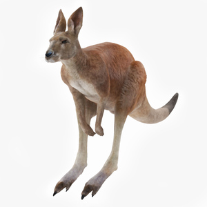 Kangaroo Fur Rigged 3D model