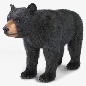 3D model Young Black Bear Fur