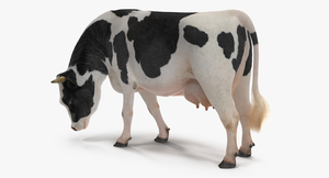 3D model Dairy Cow Eating Pose with Fur