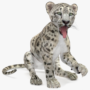 3D Snow Leopard Cub Rigged model