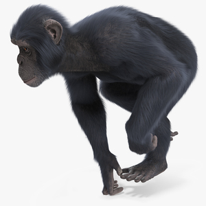 3D Animated Chimpanzee Running Dark Skin Fur Rigged model