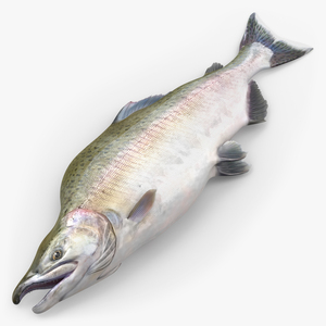 3D model Pink Salmon Lying on the Floor