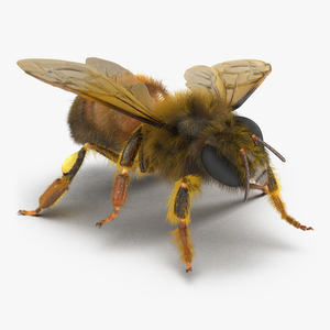 3D model Bee Pose 4