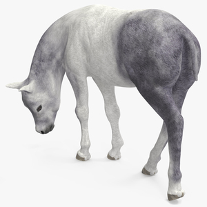 3D model White Shetland Pony in Grazing Pose