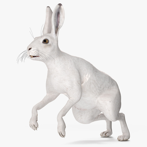 3D model White Hare  Animated