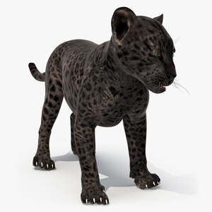 Baby Black Leopard Cub 3D