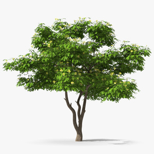 Albizia Lebbeck Blooming 3D model