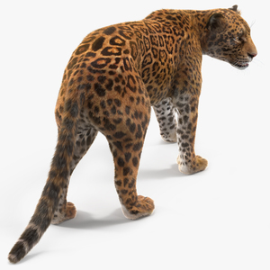 3D Jaguar Walking Pose Fur model