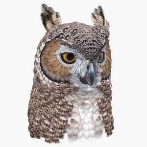 3D Great Horned Owl Head