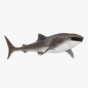 3D Whale Shark Rigged model