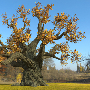 3D Autumn Oak Tree on Grass Fur model