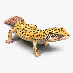 3D model Leopard Gecko Rigged