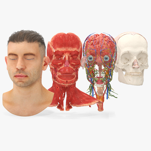 Male Head Realistic Anatomy 3D