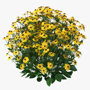 Rudbeckia Hirta Black Eyed Susan 3D