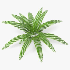 Tropical Fern Plant 3D model